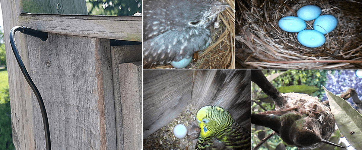 Look inside the bird nest via Depstech endoscope