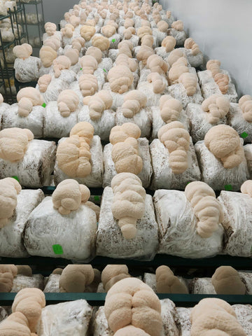 lion's mane mushrooms