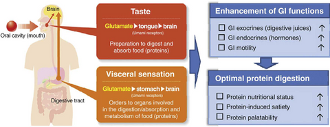 a diagram of taste, the visceral reaction in your digestive system, enhancement of gi funcitons and optimal protein digestion