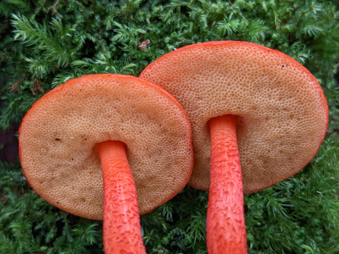 Tylopilus sp.