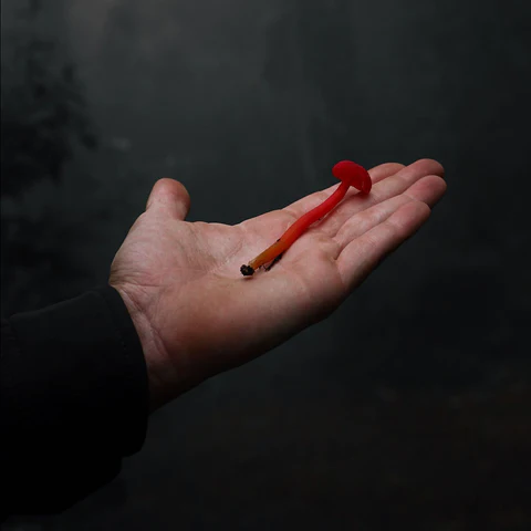 red mushroom in a hand