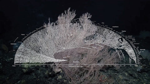 mycelium growing from a mushroom