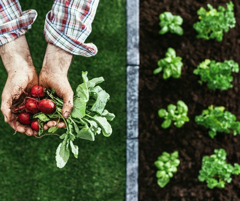 Panier de légumes biologiques