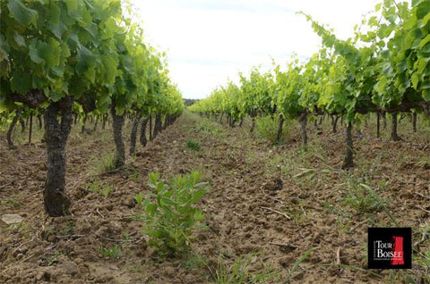 L'éveil des vignes et floraison :https://www.domainelatourboisee.com/images.php