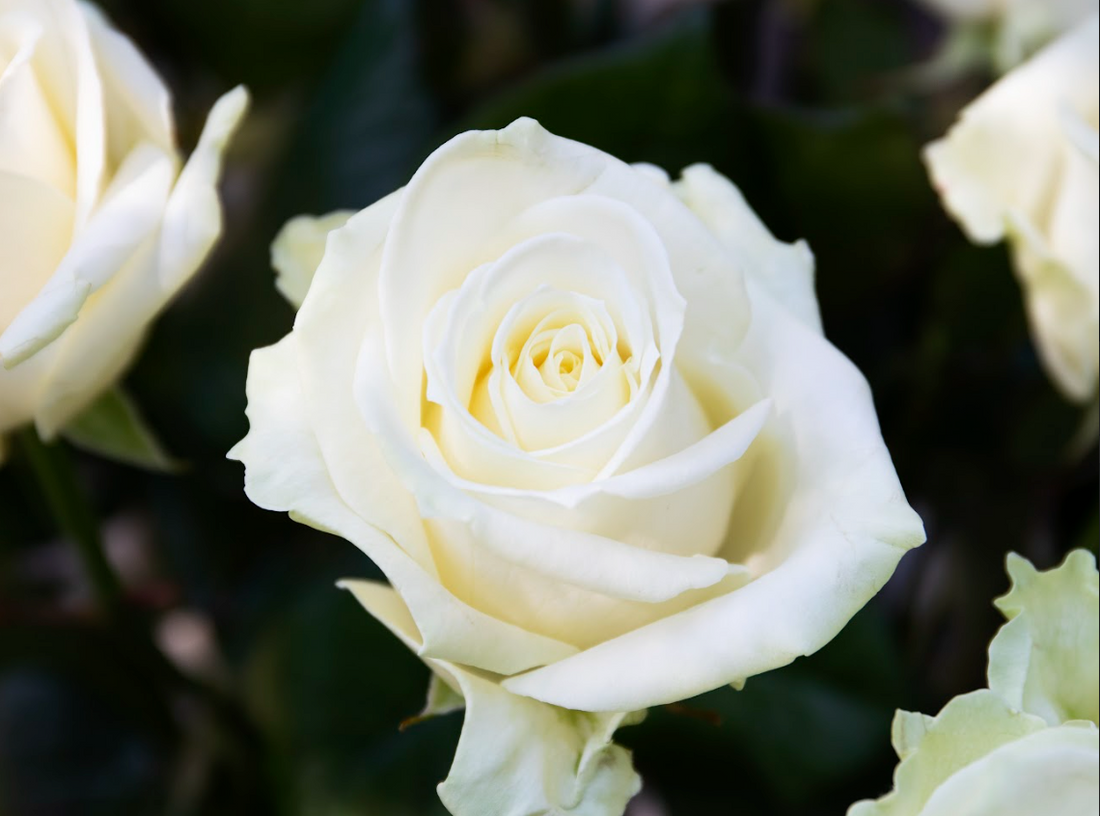 Absorberend Verstrikking waarheid 10 krachtige betekenissen van witte rozen en wat ze symboliseren - Pluukz