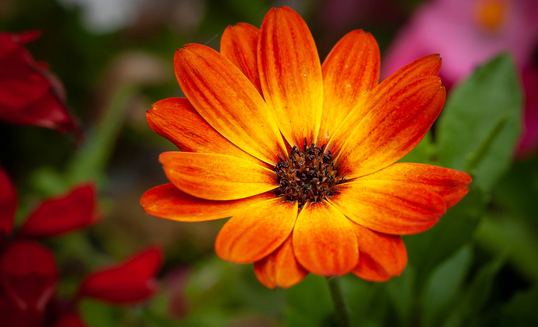 Renovatie herberg geboorte Beterschap wensen met bloemen: 10 tips voor het perfecte cadeau! - Pluukz