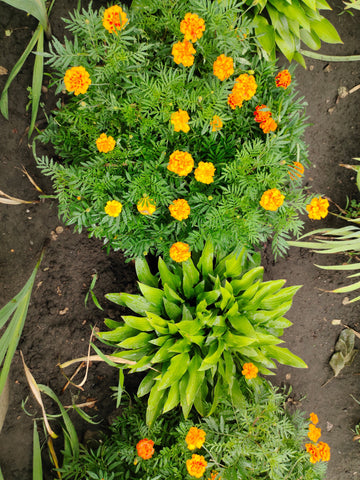 Goudsbloem en calendula soorten en weetjes - Pluukz