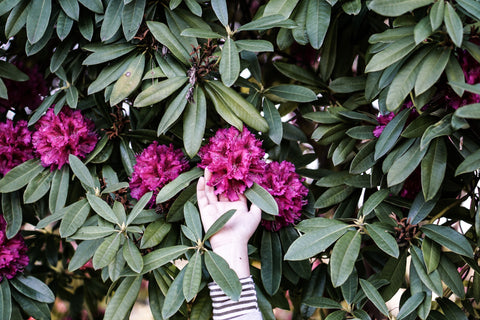 Rhododendron tuin en plant tips Pluukz