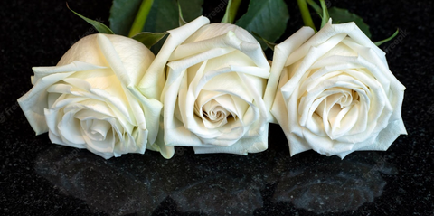 Witte rozen betekenis
