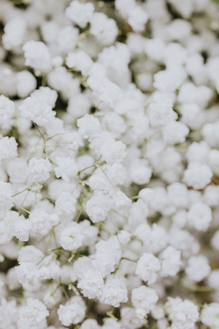 witte bloemen gipskruid - Pluukz