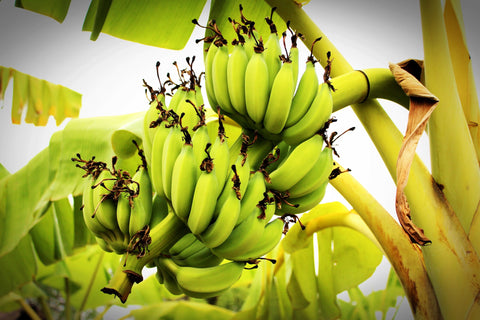 Bananenplant tips herkomst en meer - Pluukz