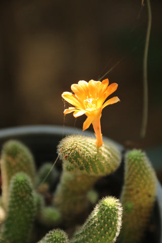 Cactus verzorgingstips - Pluukz