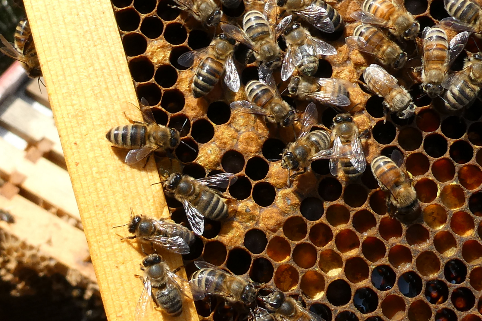 How do bees make honey? - ScottishBeeCompany
