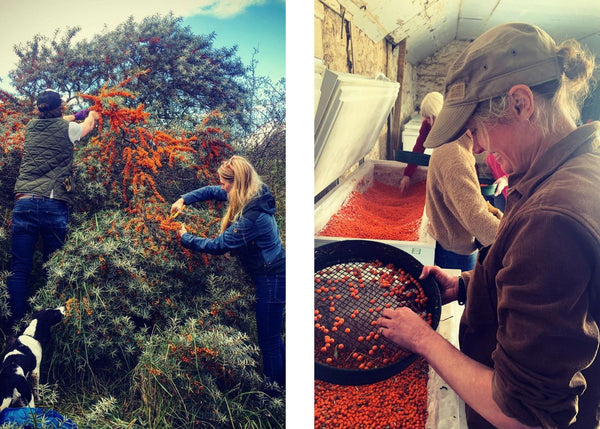 Seabuckthorn Scotland processing seabuckthorn for juice production