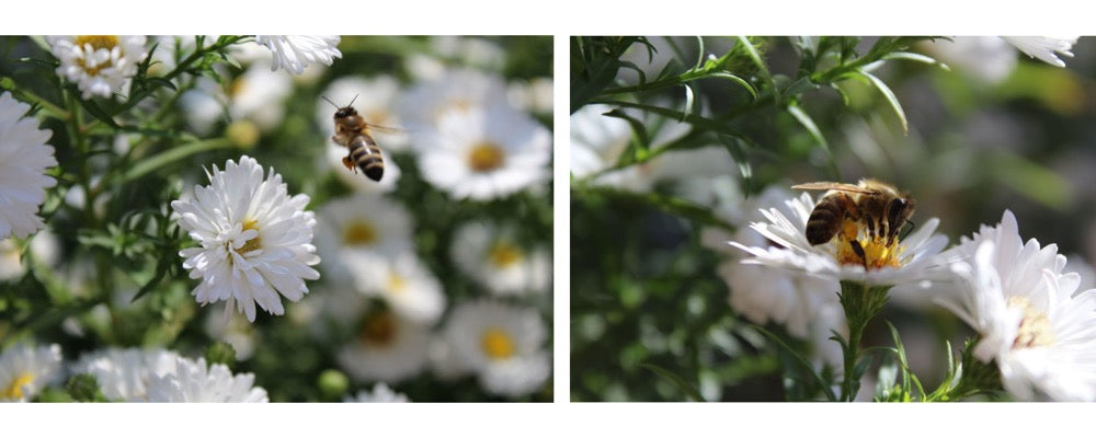 bee foraging a flower