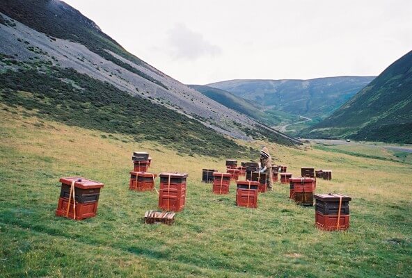 Beehives in Scottish valley