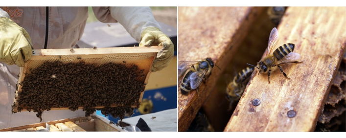 honey bees in a hive