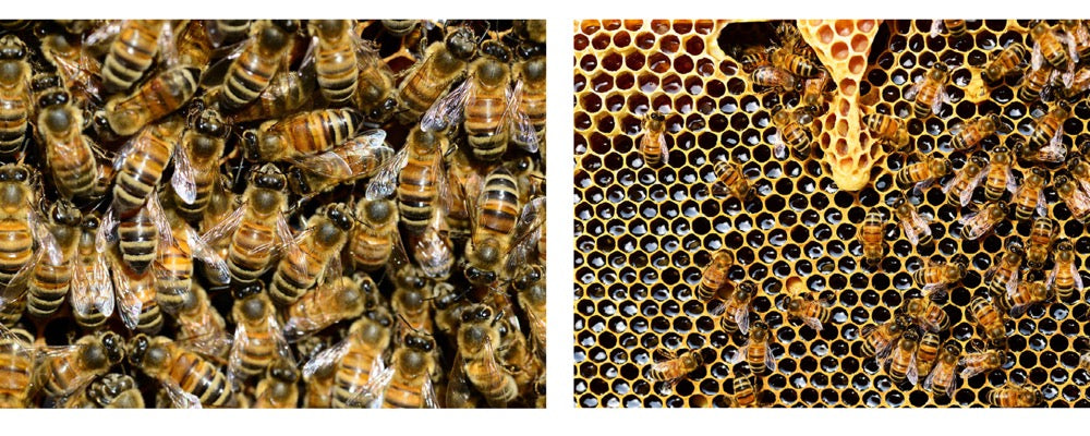 bees in hive and honeycomb