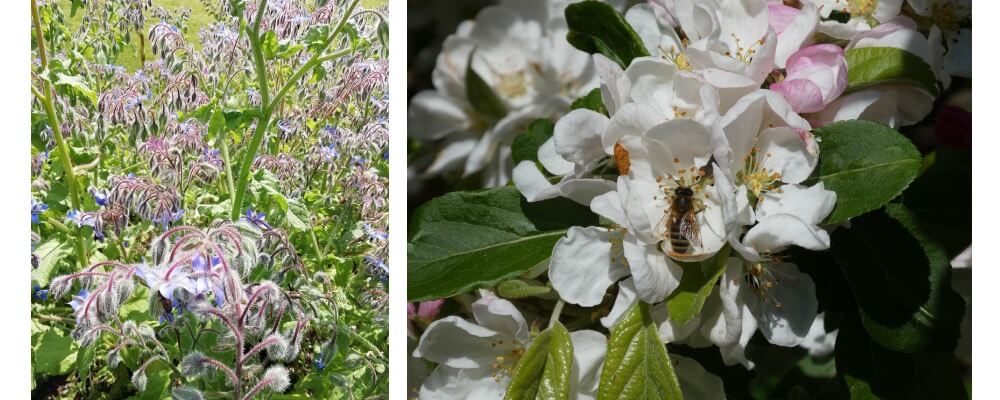 bees on flowers