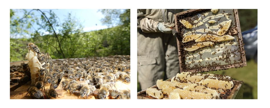 bees on hive with big honey flow