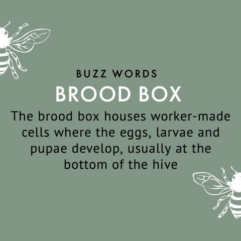 brood box definition