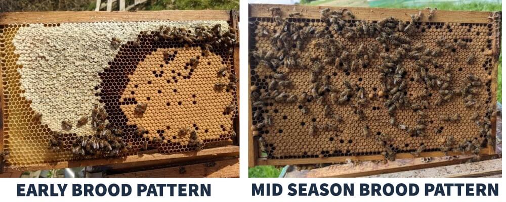 brood patterns from two different stages of the season