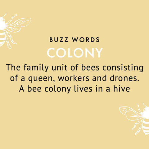 colony definition