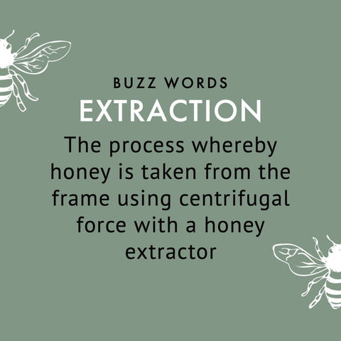 extraction definition