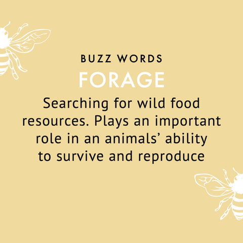 forage definition