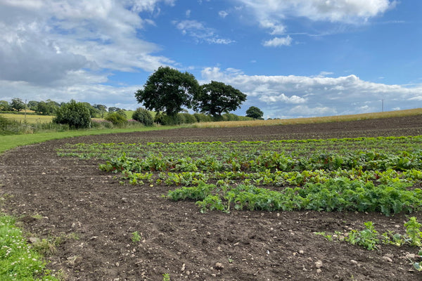 Grow Wild Organic's Bonnytoun Farm