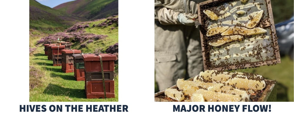 hives on heather hills (left picture), major honey flow on brood (right picture)