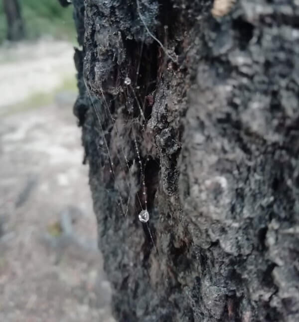 honeydew drops on tree bark