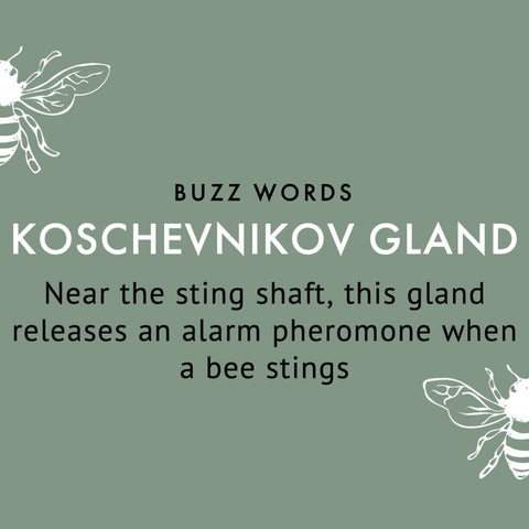 koschevnikov gland definition