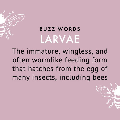 larvae definition