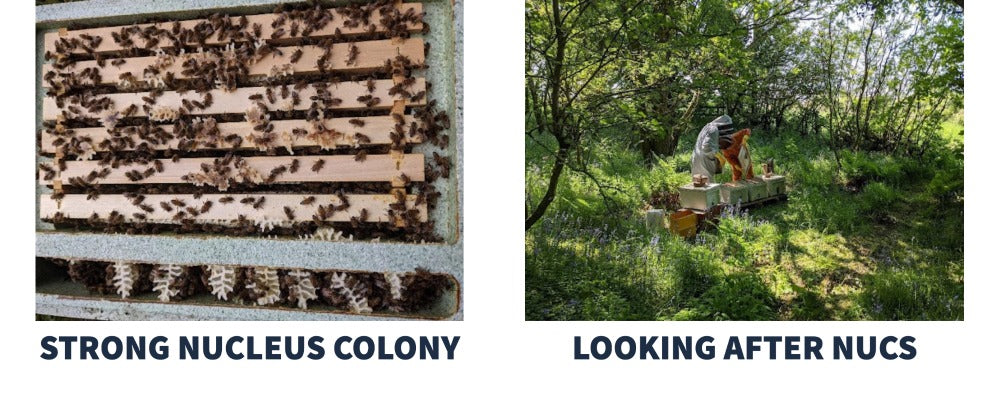 strong nucleus colony (left picture), beekeepers looking after nucleus (right picture)