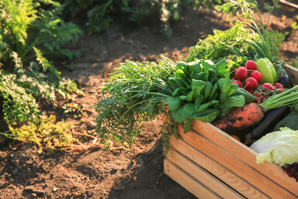 Organic Vegetable Box