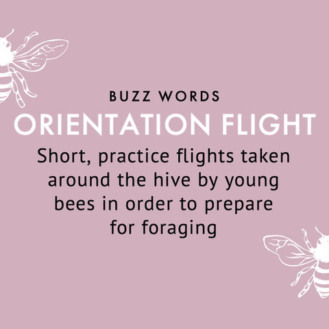 orientation flight definition