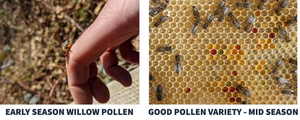 picture on left of early season willow pollen, picture on with of mid season pollen variety