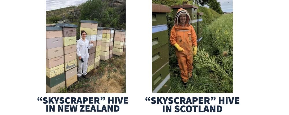 "skyscraper" hives in New Zealand and "skyscraper" hives in Scotland