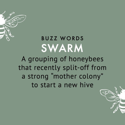 swarm definition