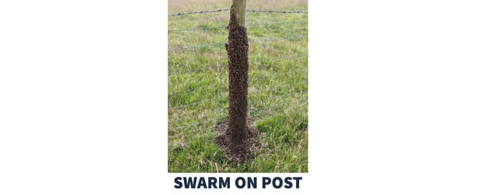 swarm of honeybees on a fence post