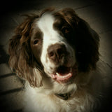 Springer Spaniel close up