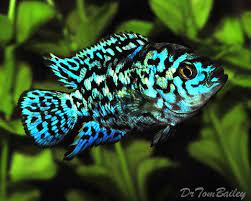 electric blue jack dempsey for sale