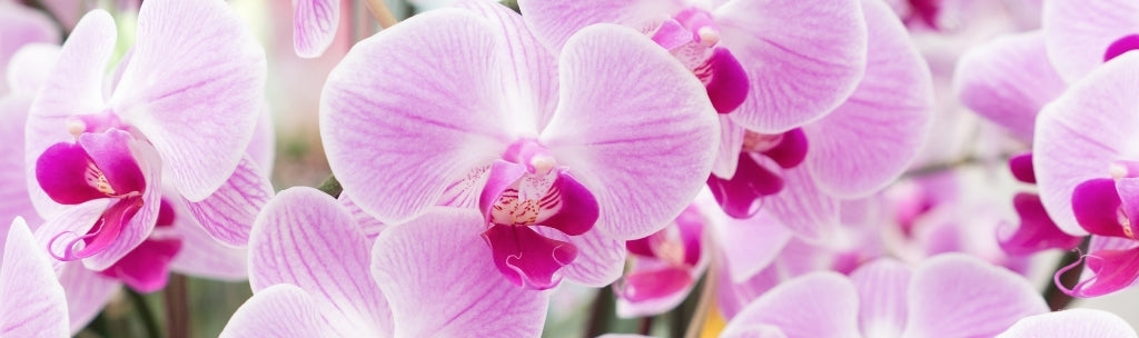 Humidifier vos orchidées - Humidifier vos orchidees