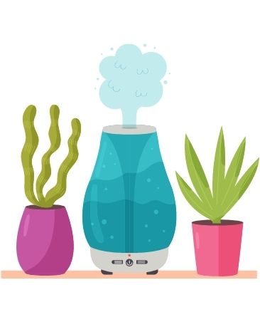5 astuces pour humidifier l'air  SERIE Gérer l'humidité pour les plantes  d'intérieur 