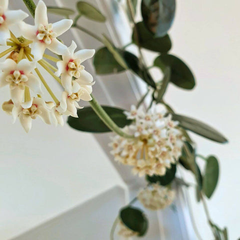 A flowering hoya plant with creamy white flowers above a white doorway