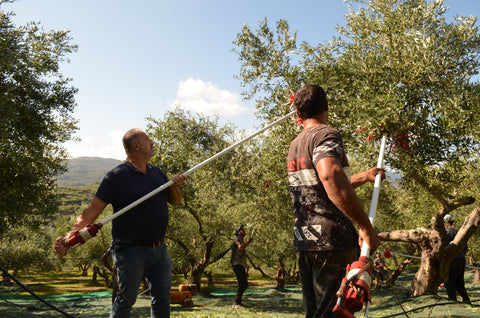 Olive harvest Crete