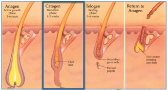 Catagen hair phase