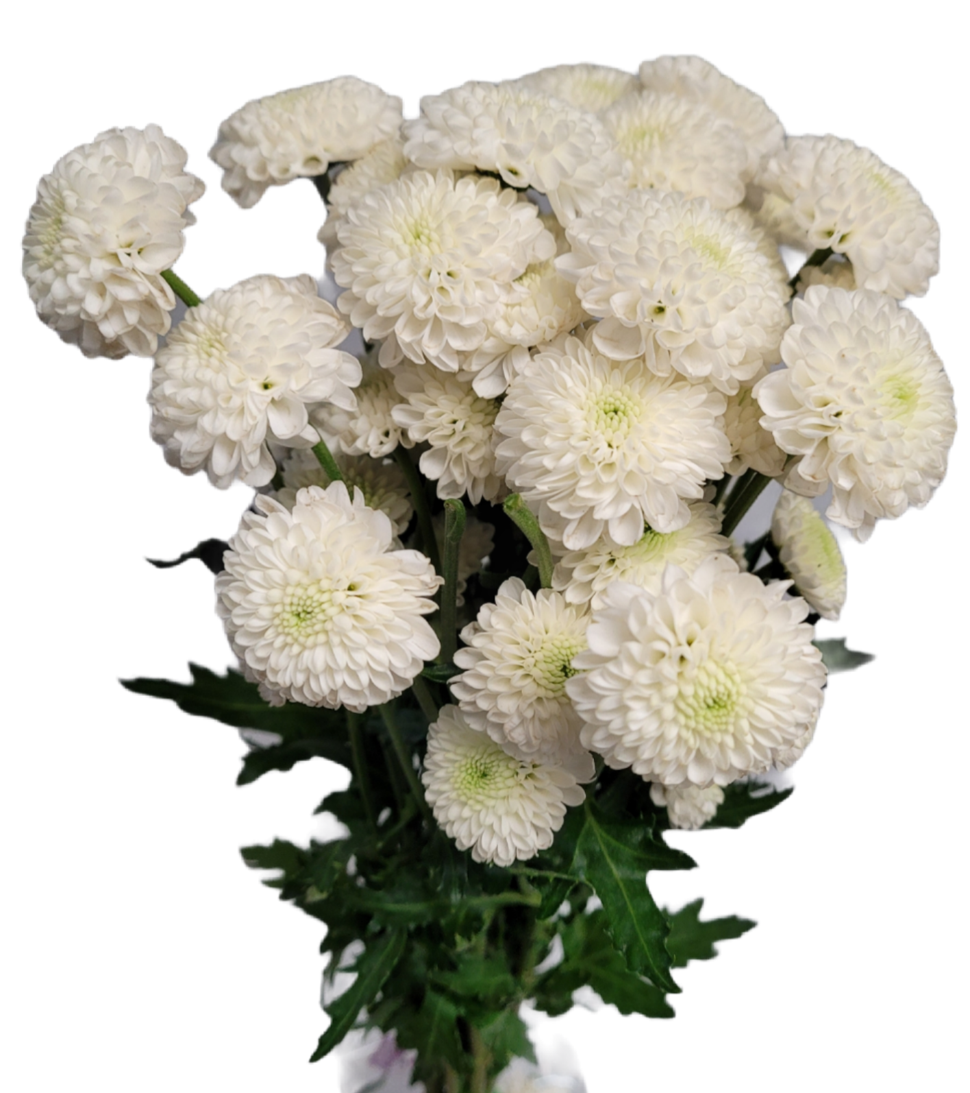 Pom White – San Antonio Flower Company