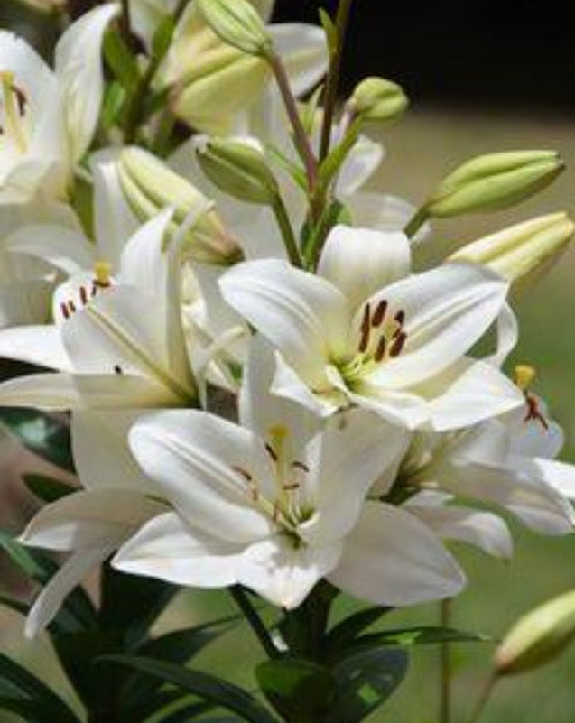 Flores Lirios (Lilies)ramo/ bunch – Eco Feria Dominical